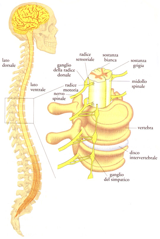 anthony spinalemo