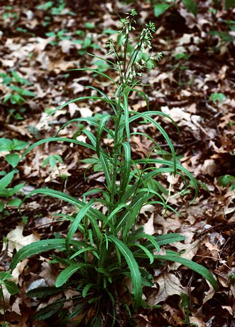 Arabis Laevigata