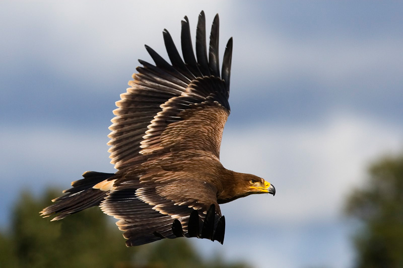 Aguila