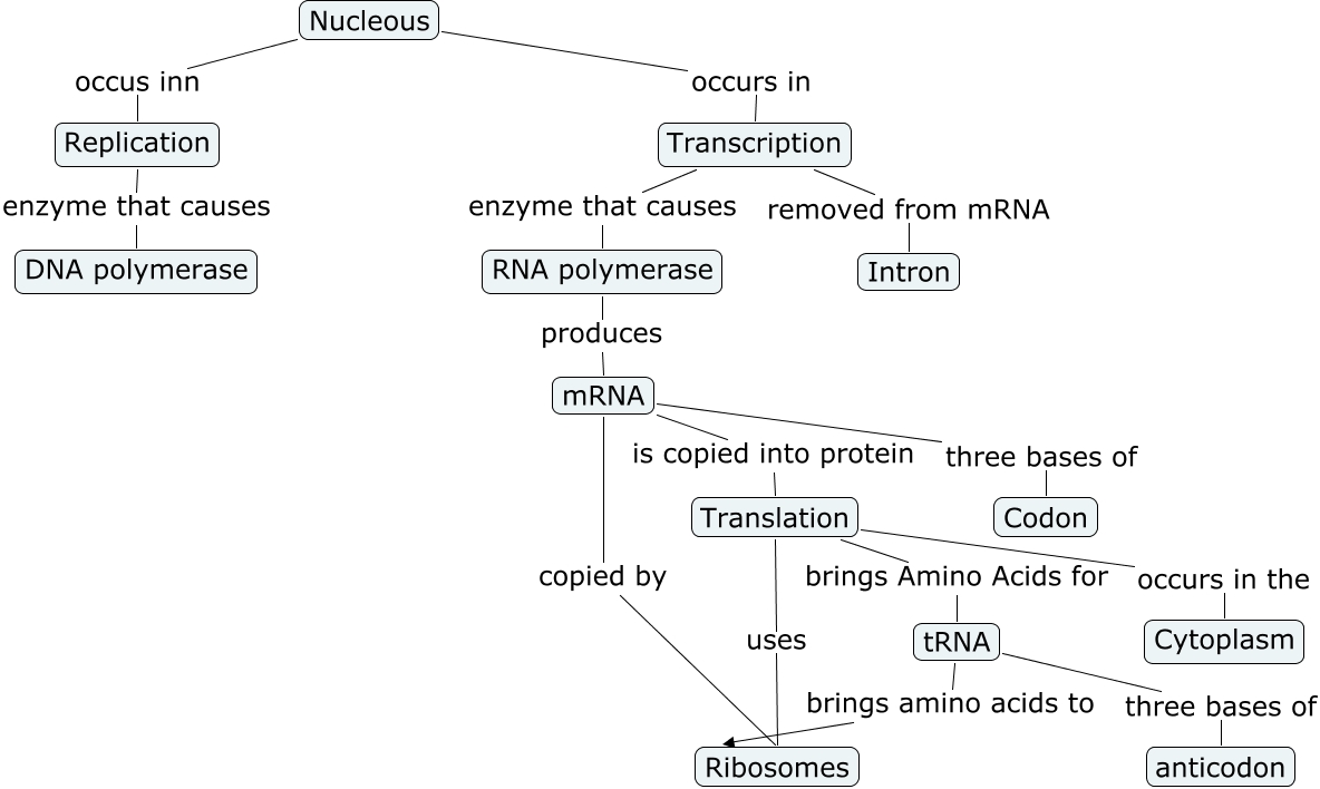 Transcription and Translation