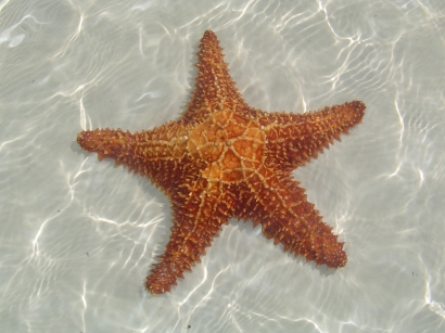 estrella de mar. estrella de mar.jpg