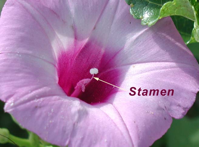 Anther Stamen