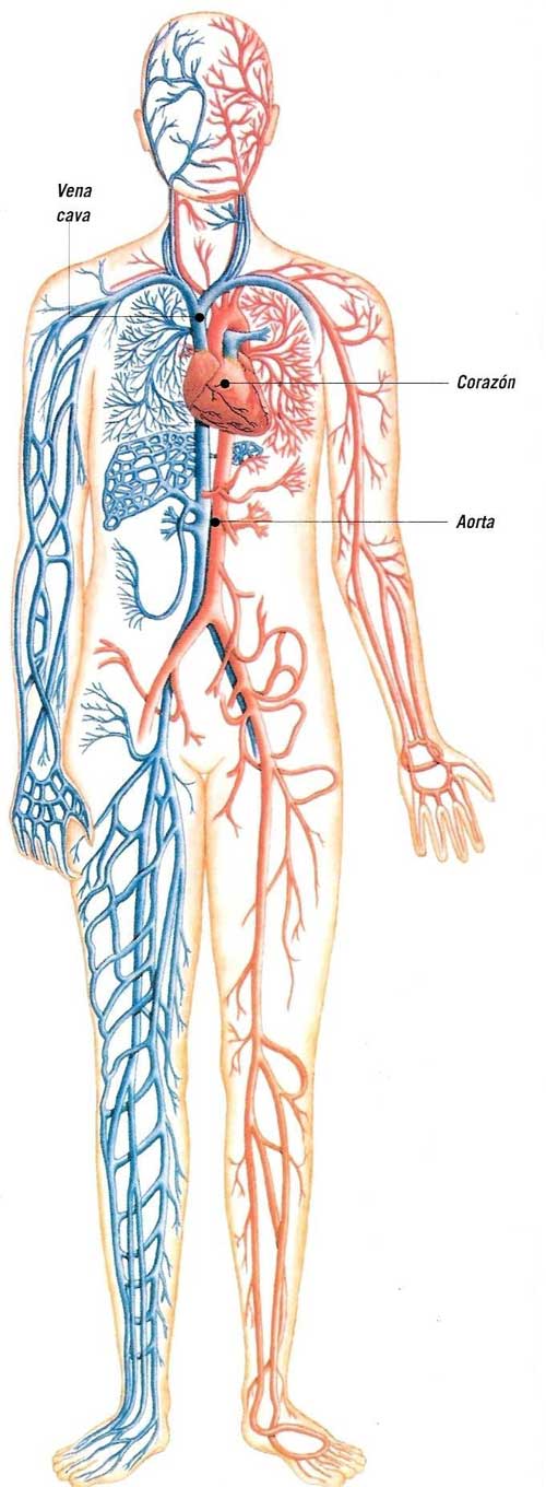 Organos del sistema circulatorio - Imagui