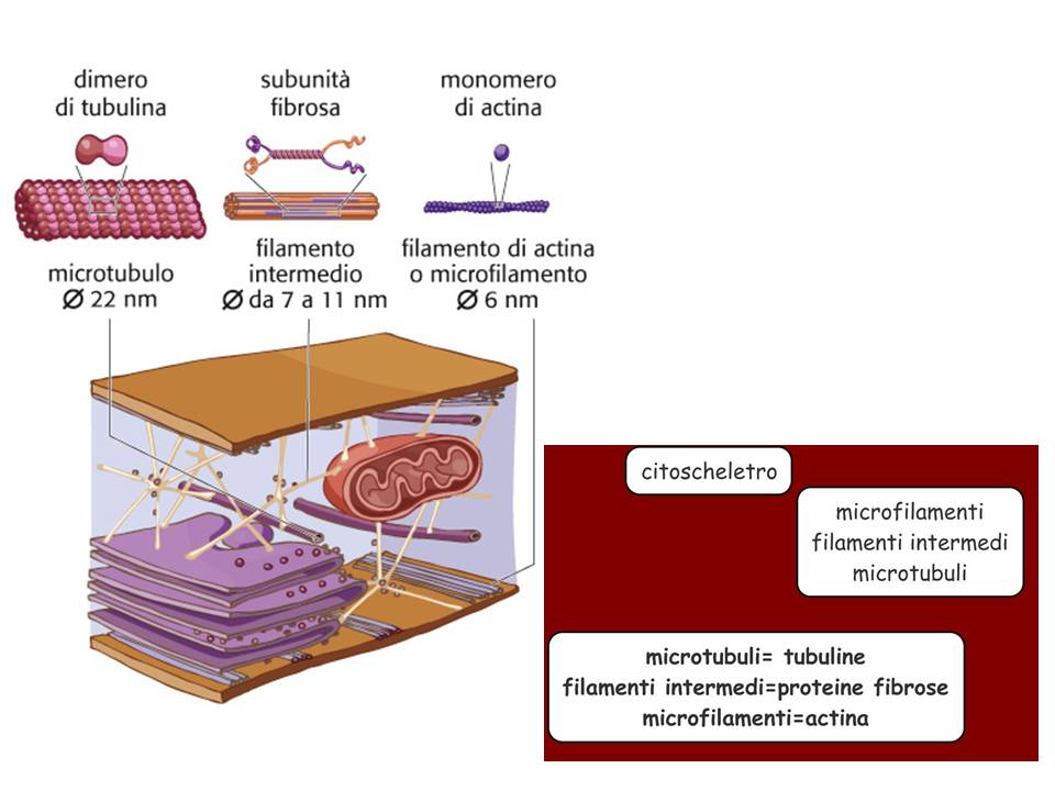 citoscheletro 2011