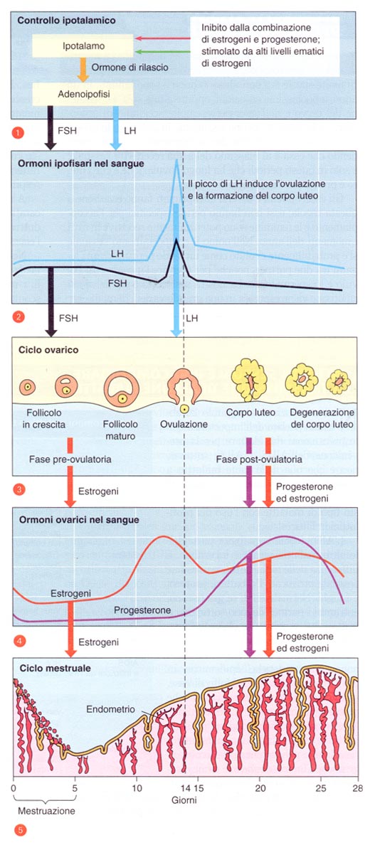 Mappa_Ciclo_mestruale