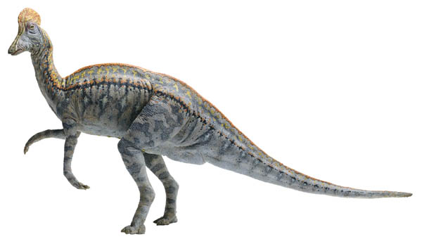 corythosaurus dinosaur with crest on head