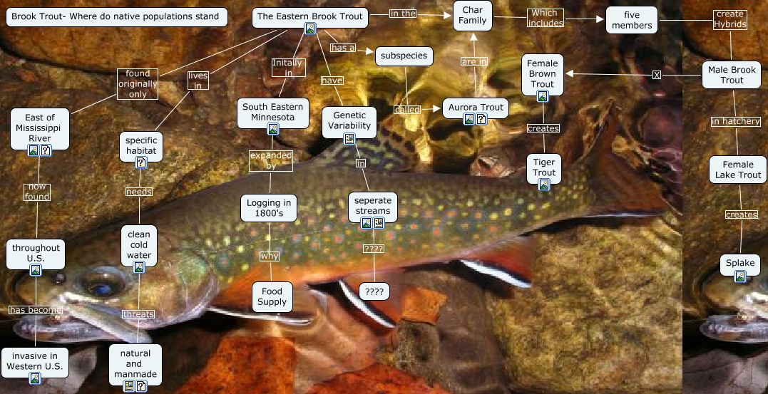 Brook Trout Where do the native population's stand