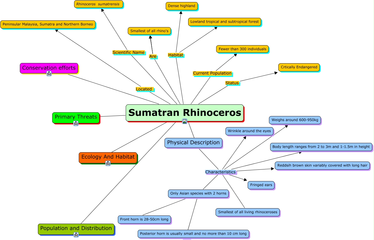 Sumatran Rhinoceros