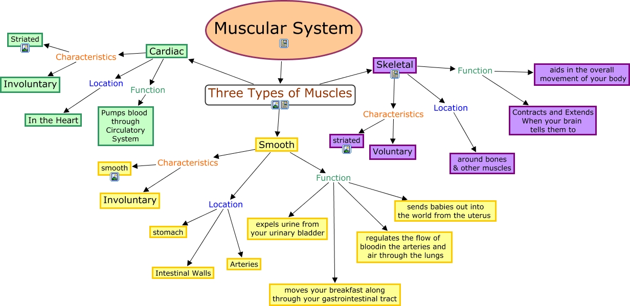 Time Zones Map Skeletal Muscle Concept Map