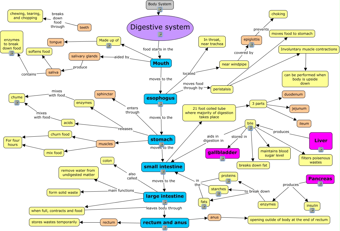 Concept map digestive system critical thinking picture