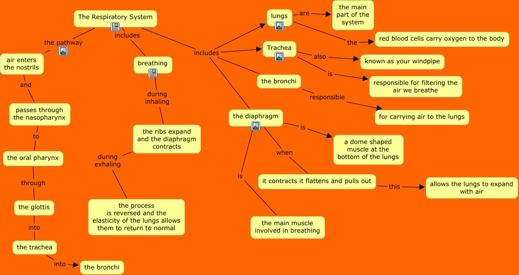 Respiratory System--Kalyn Ivers