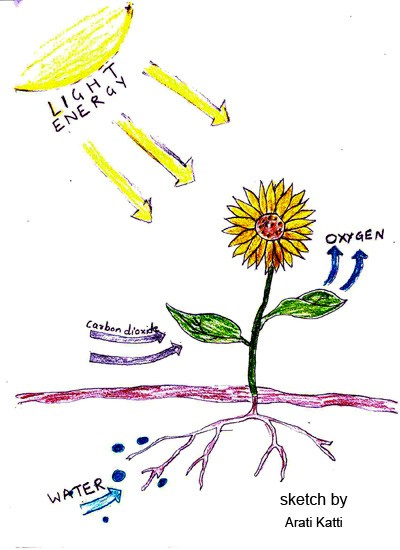 Chemistry for biologists: photosynthesis
