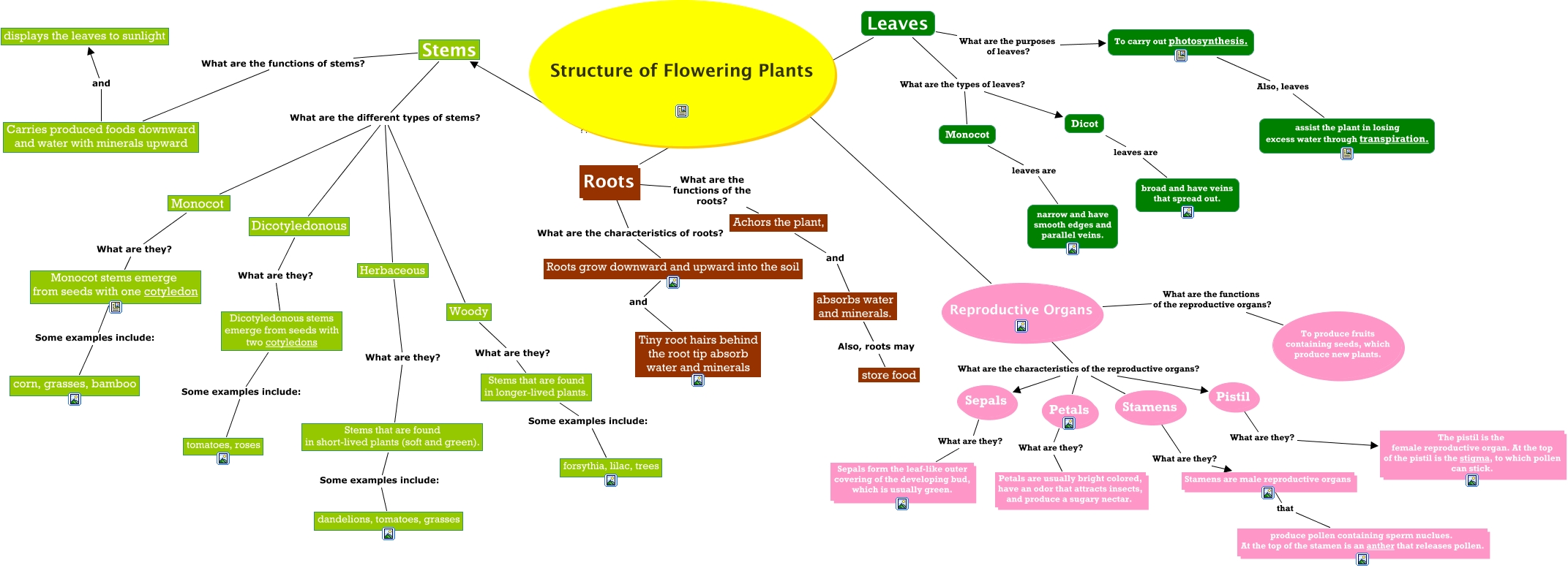 The Structure of Flowering Plants