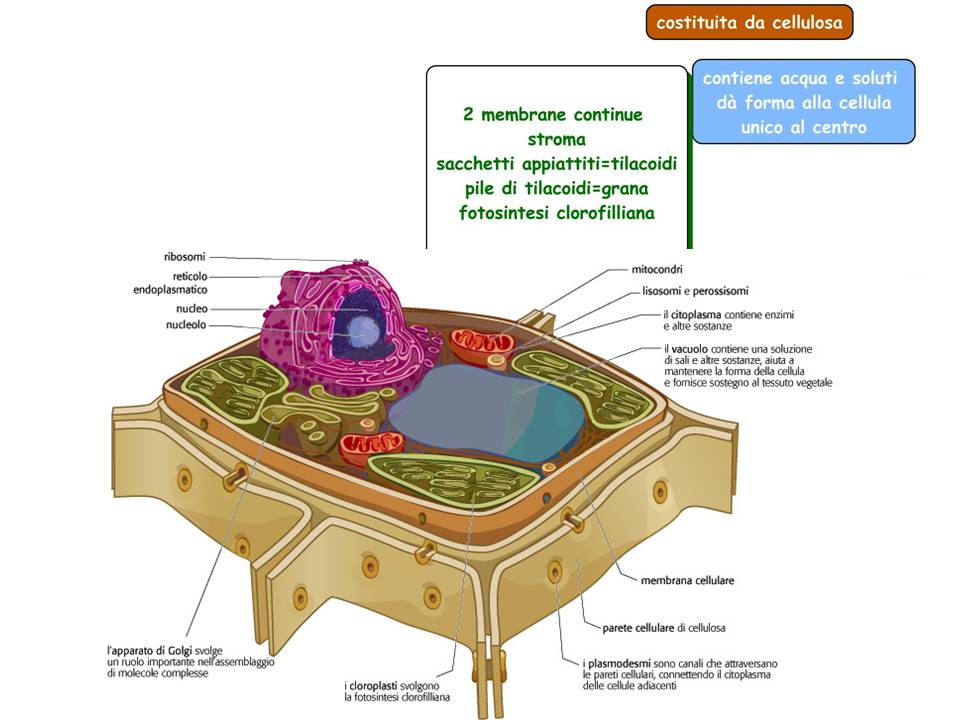 Cellula Eucariote