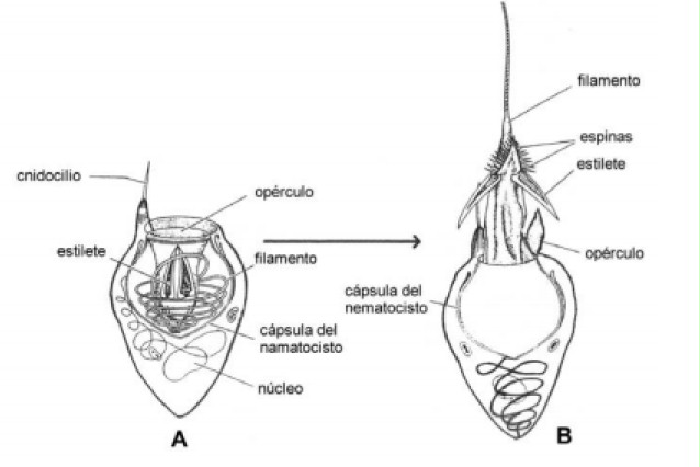 cnidocitos