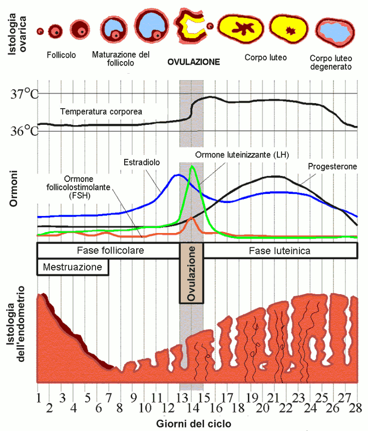 Mappa Ciclo Mestruale