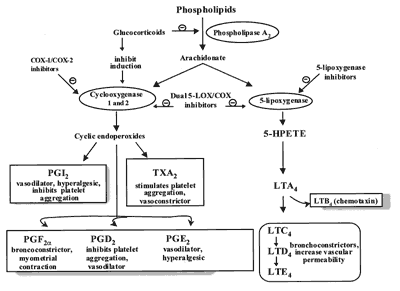 Catabolic effects of corticosteroids