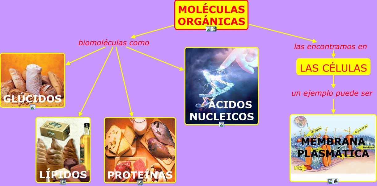 MOLÉCULAS ORGÁNICAS