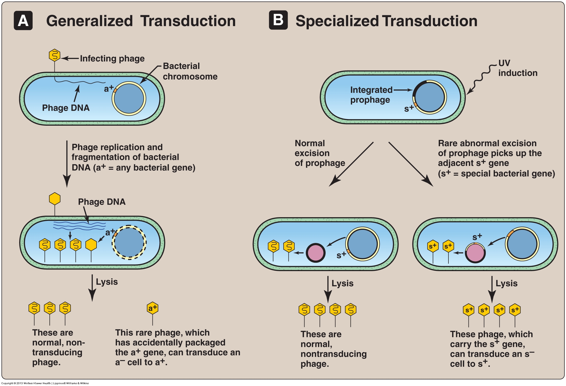 Bacterial Genetics Cmap Hot Sex Picture