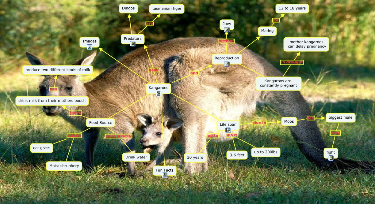 Kangaroo