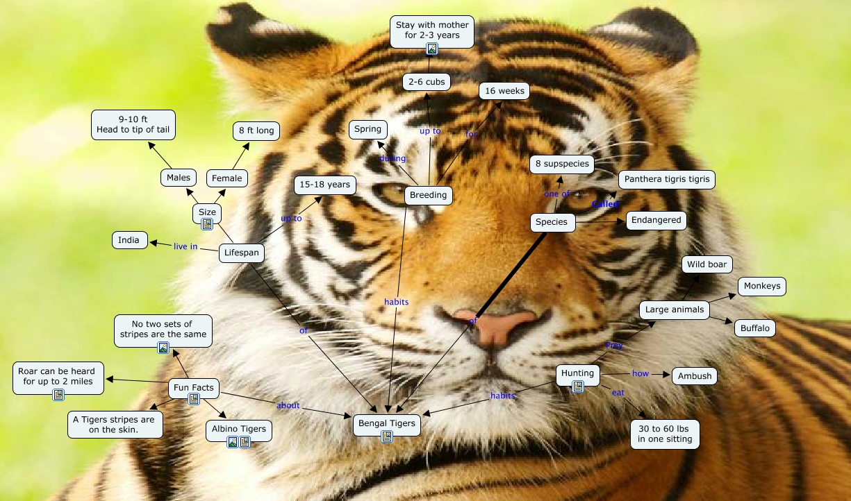 Bengal Tigers