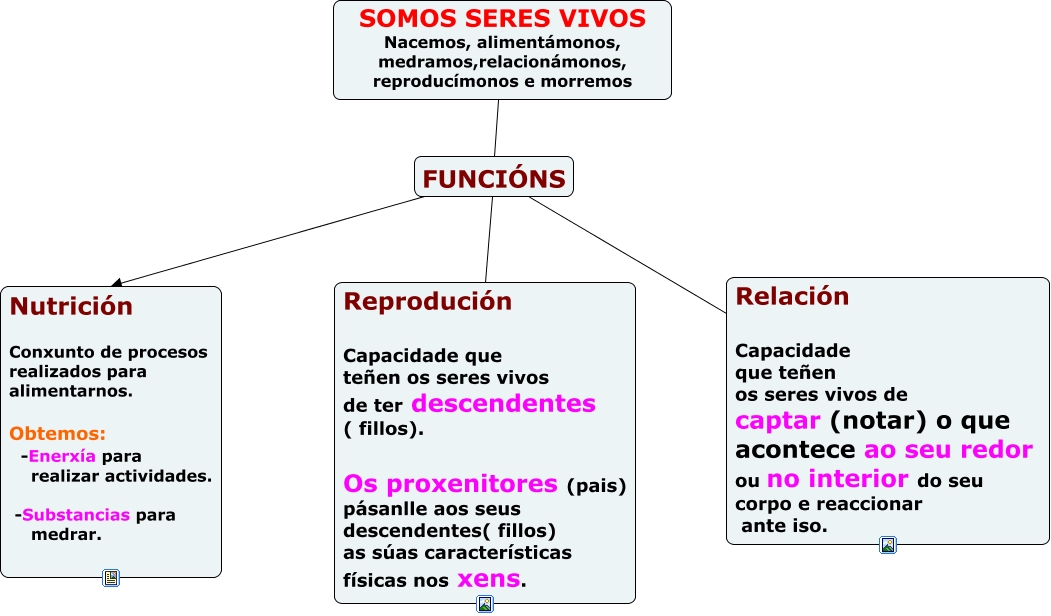 Quais São As Funções Vitais Básicas Dos Seres Vivos