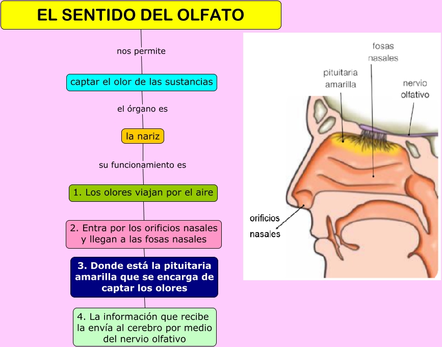 El sentido del olfato