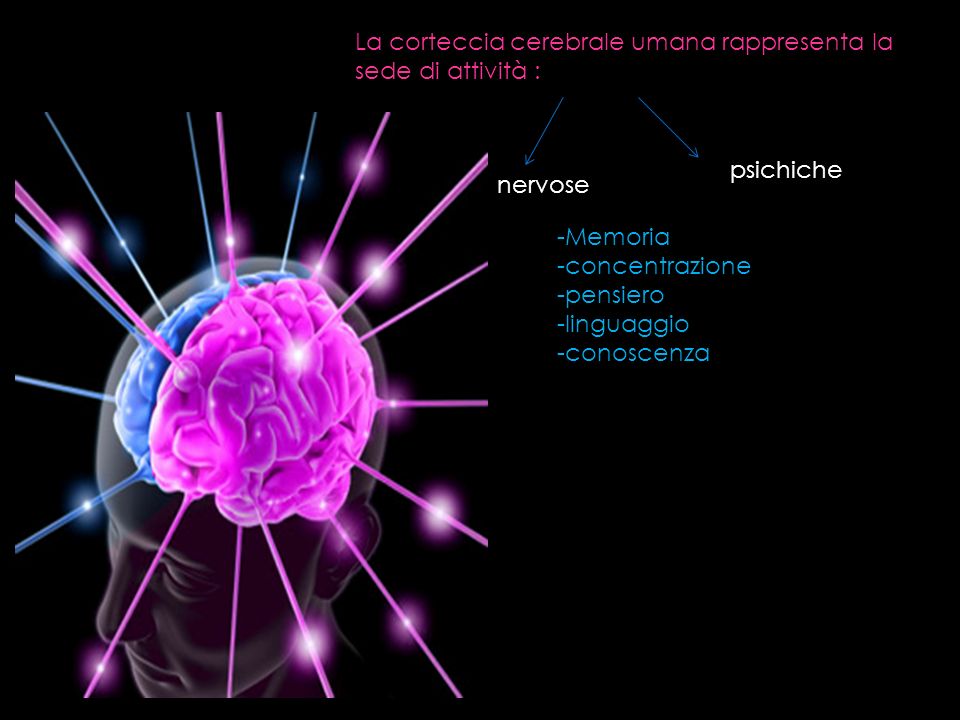 Il sistema nervoso