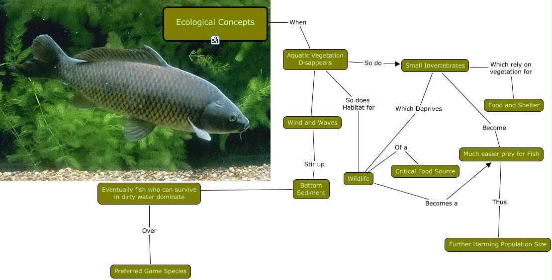 what does the ecological species concept rely on