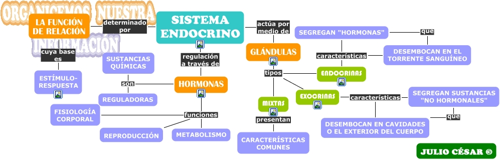 mappa mentale del sistema endocrino