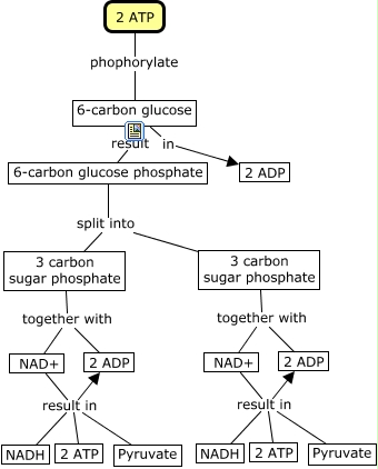 Glycolysis