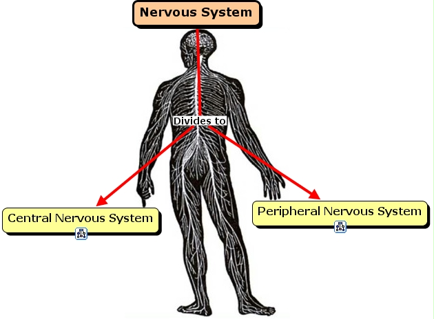 IHMC CmapTools - Concept Map :: Nervous System - main