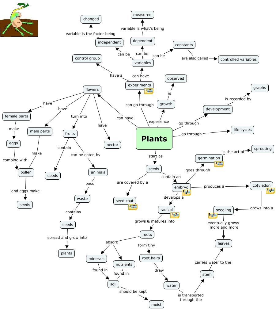 Plants How do plants grow?