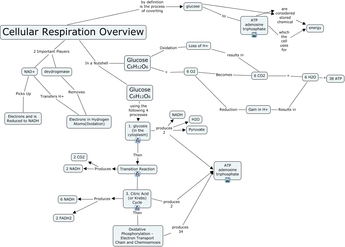 Cellular Respiration Overview