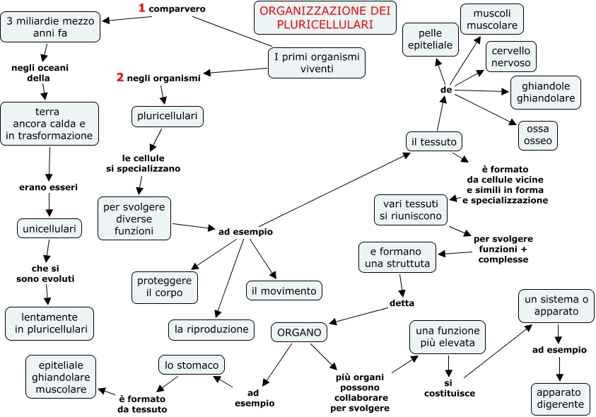 organizzazione dei pluricellulari