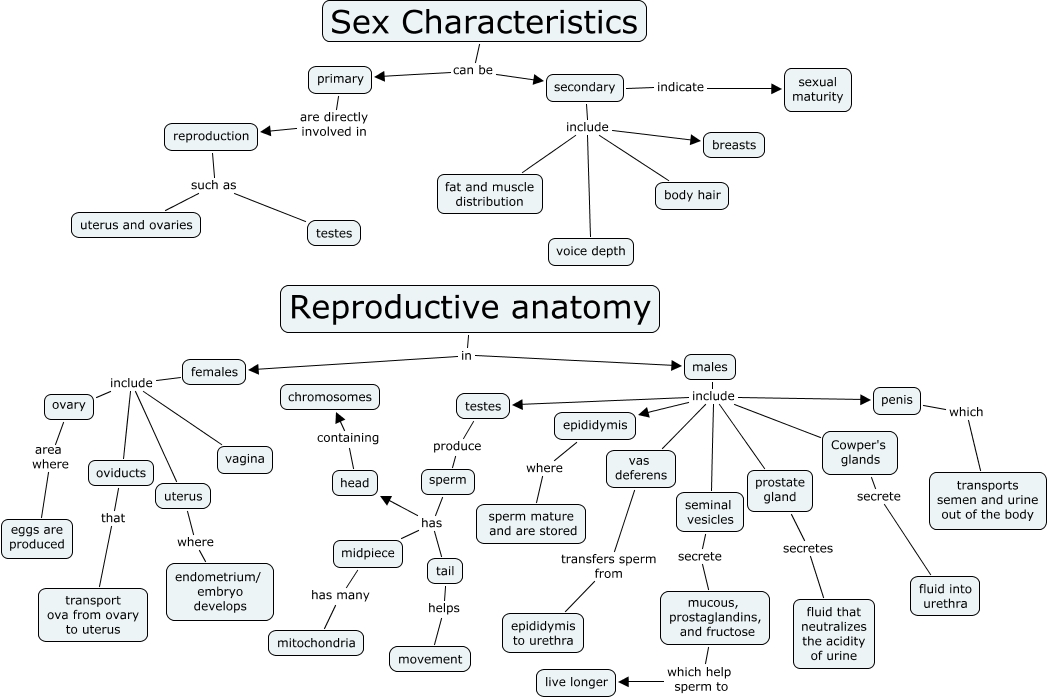 Reproductive anatomy, sex distinguishing characteristics