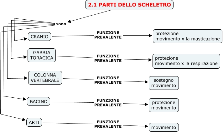 2 1 Parti Dello Scheletro