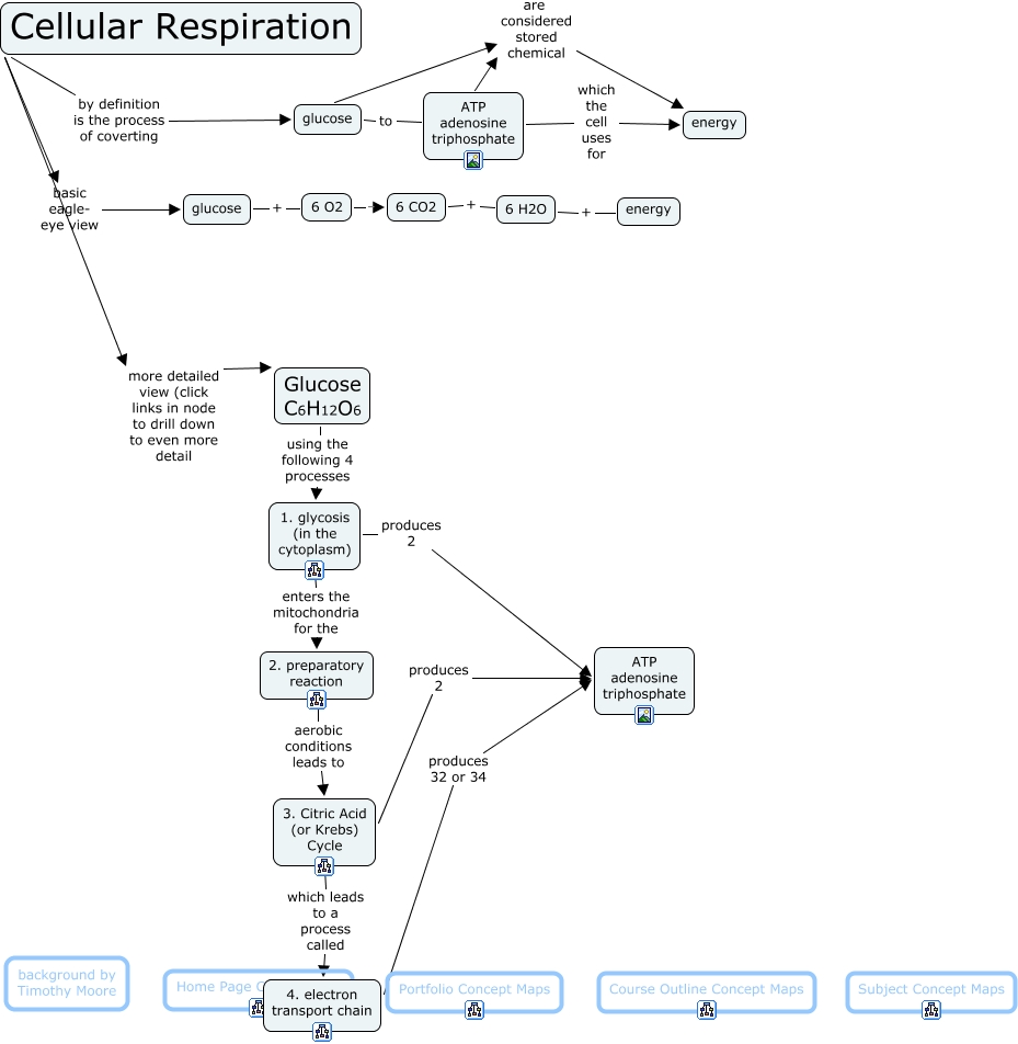 Cellular Respiration