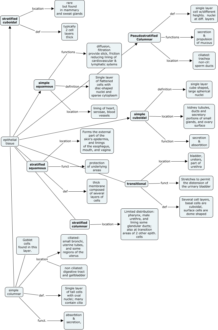 Epithelial Tissue Concept Map Epithelial Tissue