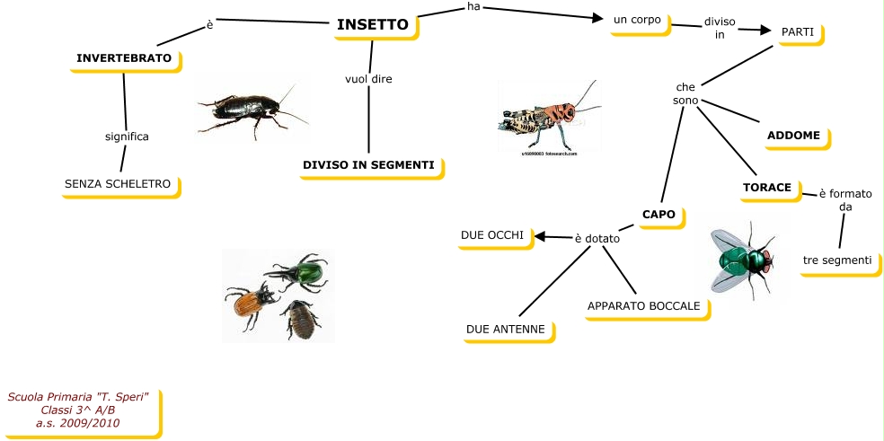 insetti - come sono gli insetti?