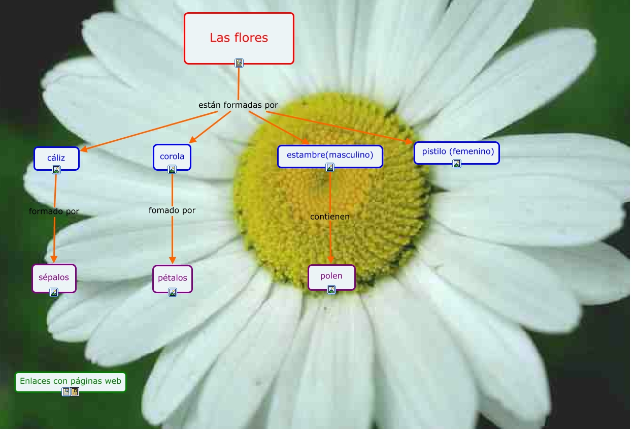 Partes de las flores Marisol Llaquet