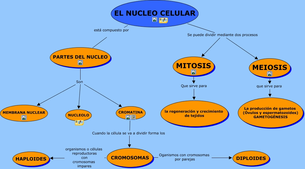 resumen sobre el nucleo celular