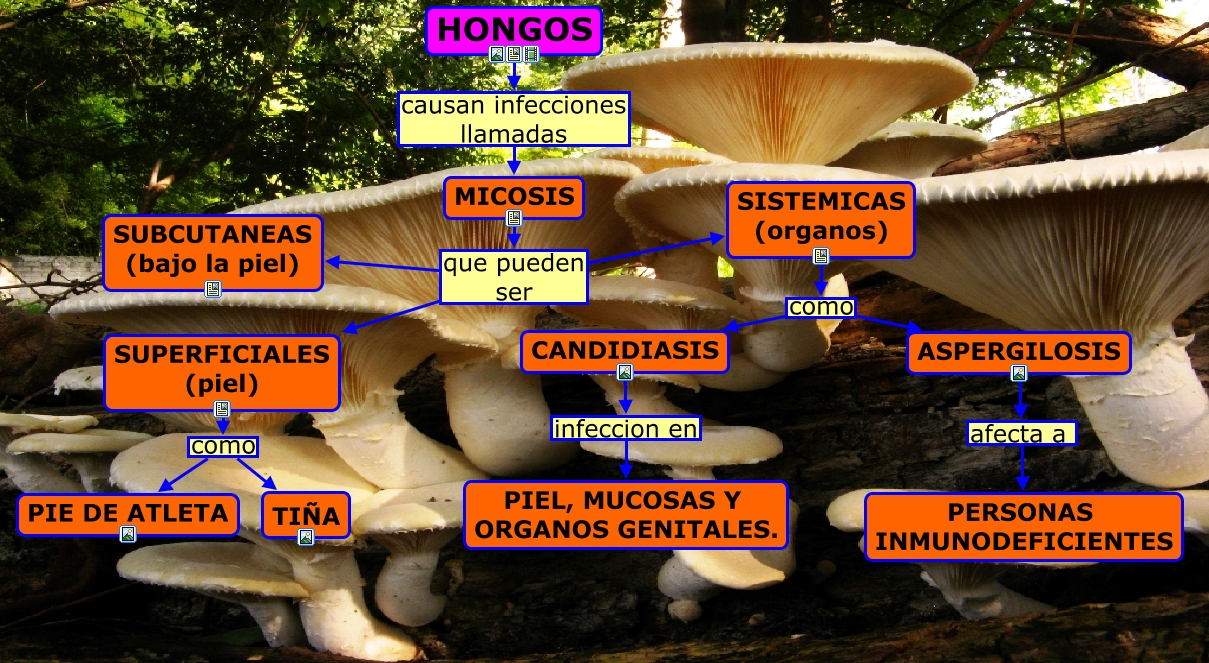 Hongos