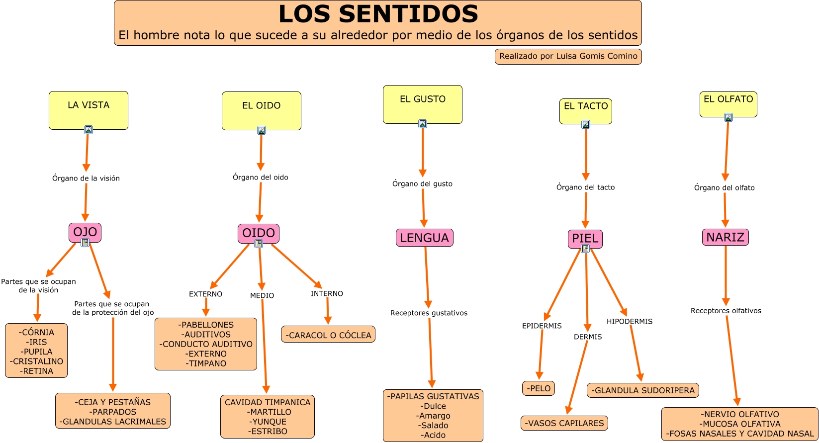 Los Sentidos que organos forman los sentidos del ser humano