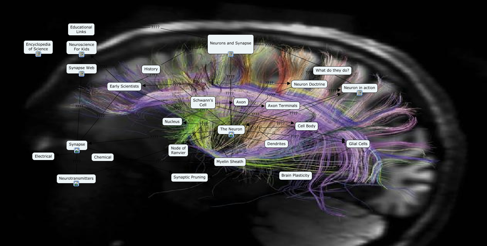 Neurons