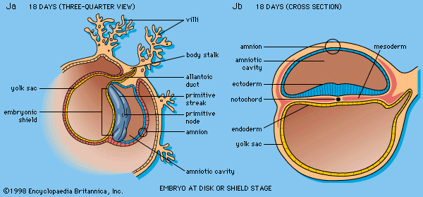 embryonic disc