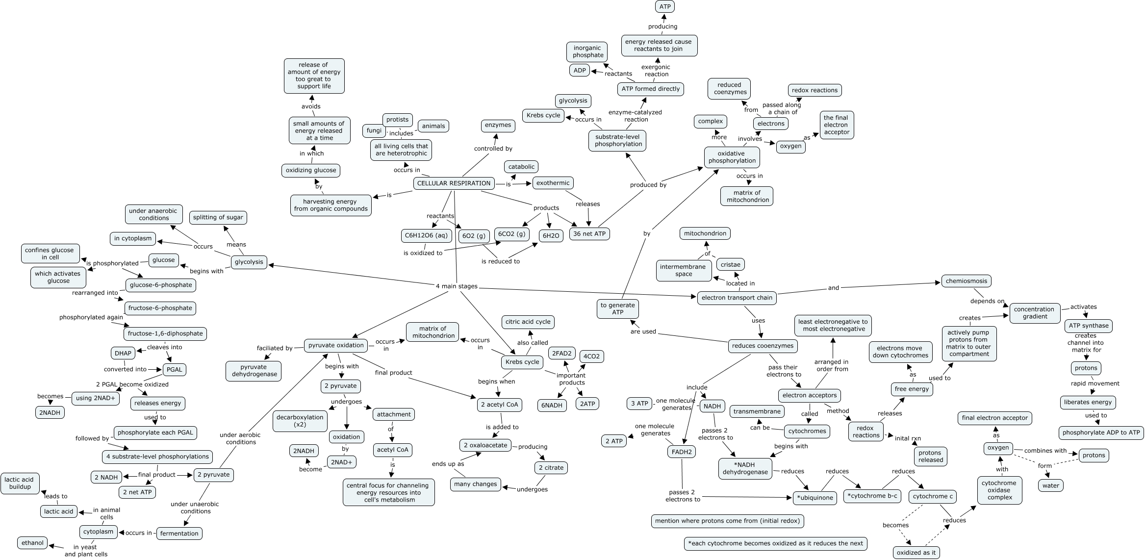 Cellular Respiration