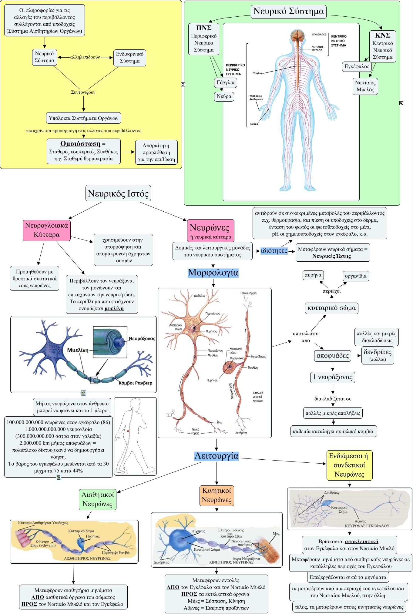Structure and function of neurons