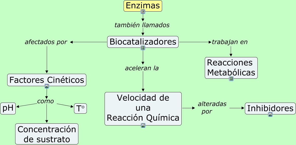 ENZIMAS
