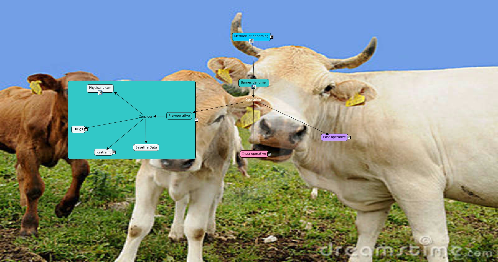Dehorning methods (1).cmap